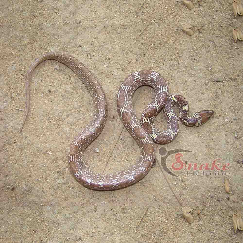 COMMON WOLF SNAKE