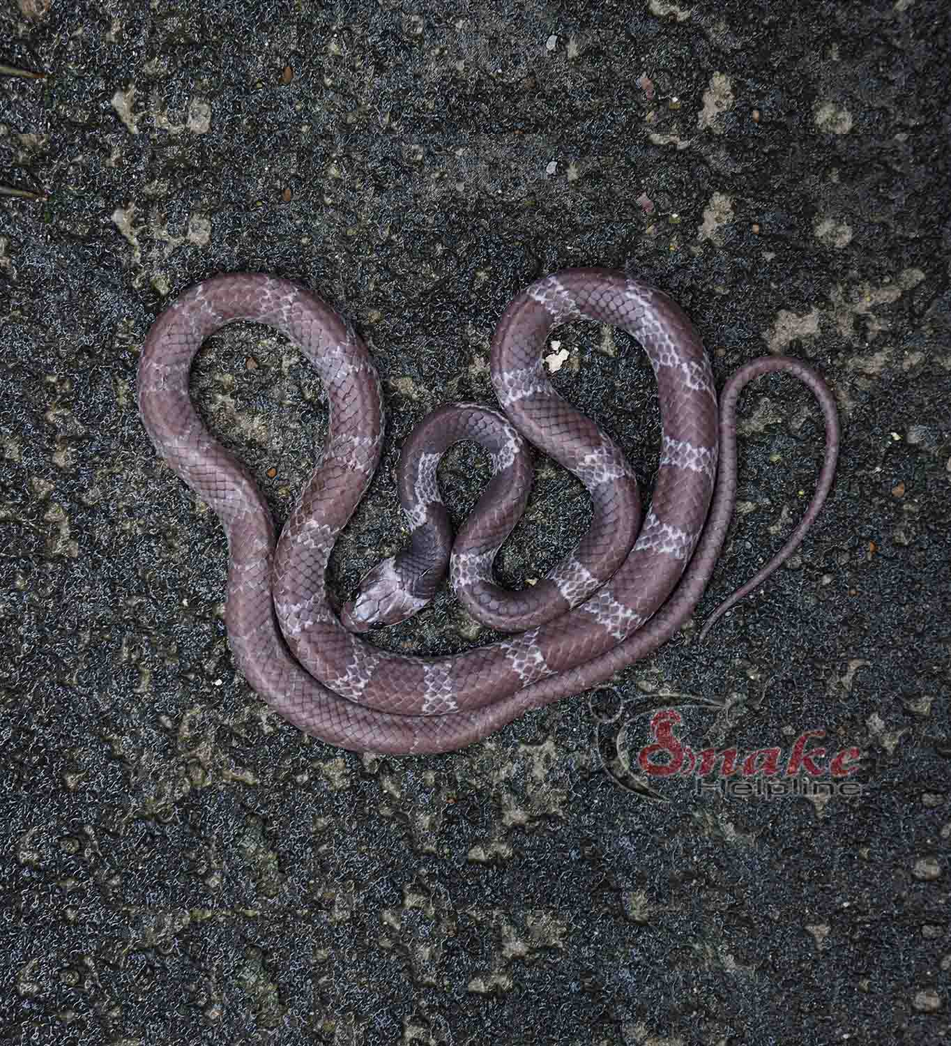 Common Bridal Snake