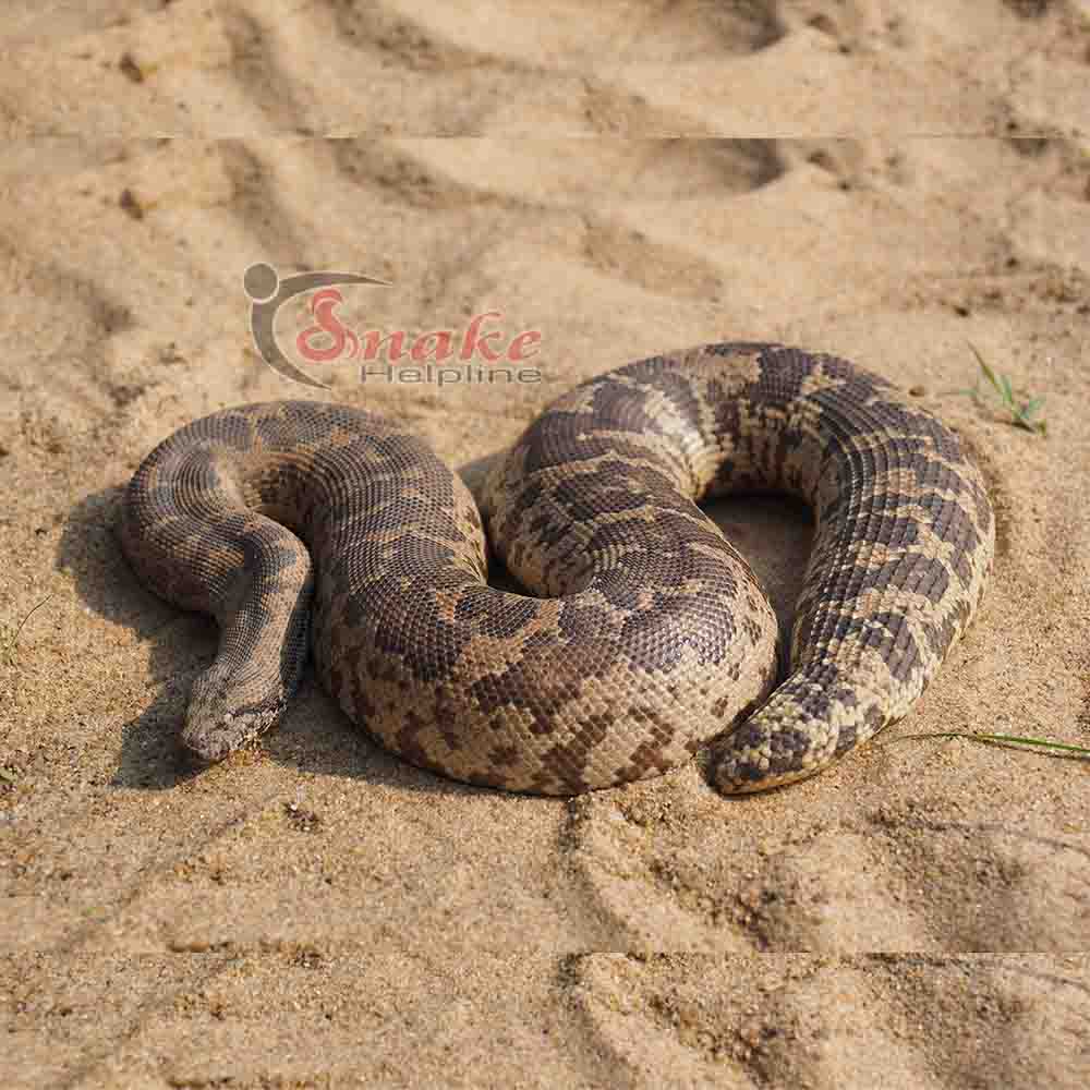 COMMON SAND BOA